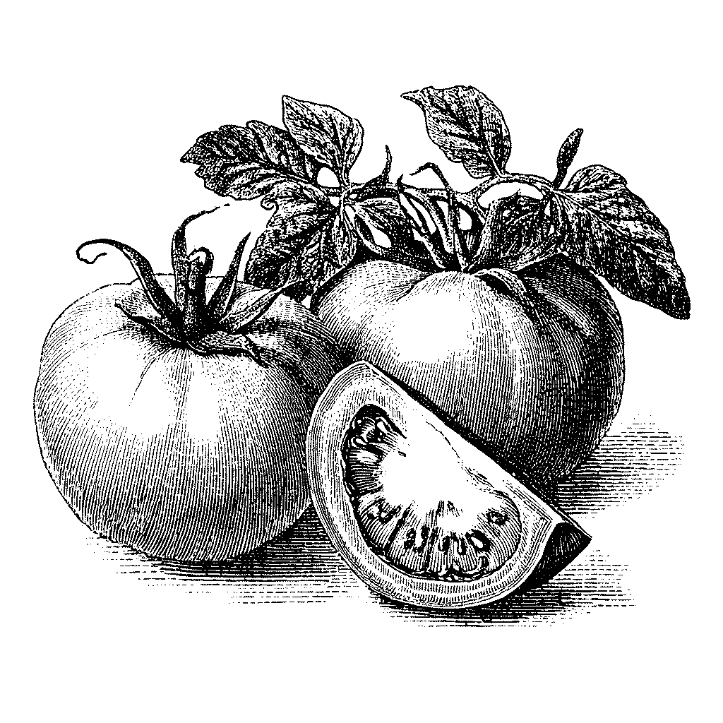 Illustration de tomates mûres