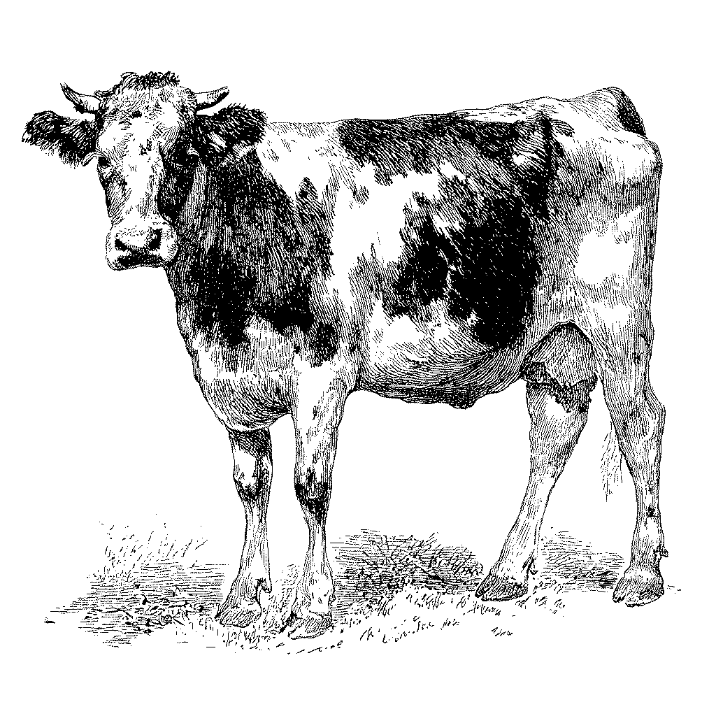 Illustration d’une vache domestique au pâturage