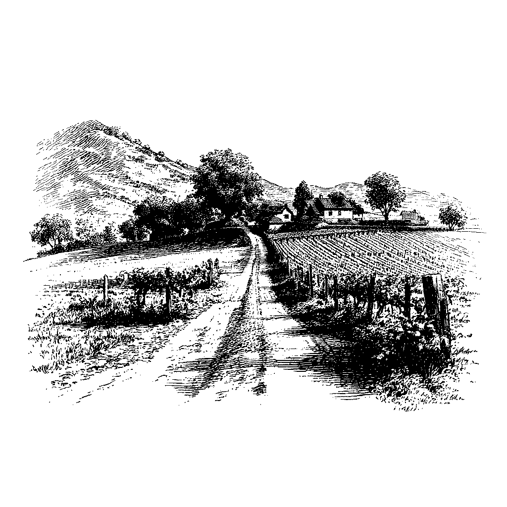Illustration d’une culture de vignes en ligne
